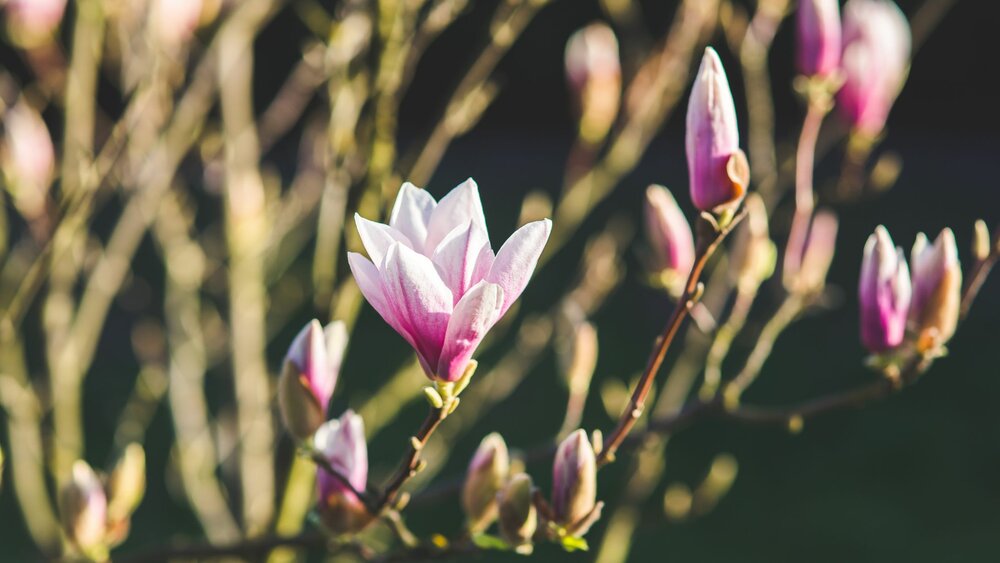 Honouring Loved Ones This Spring: Meaningful Ways to Remember in Early April